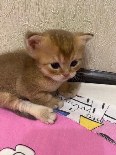 pişik: Britan — 5