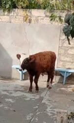 bakida cins ineklerin satisi: Yerli erkək dana — 1