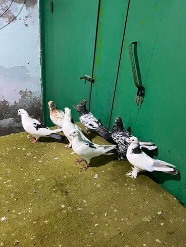 продажа птиц в баку: Salam aleykum Biri 10 manatdı. Çəplər 15 azn ❤️ — 1