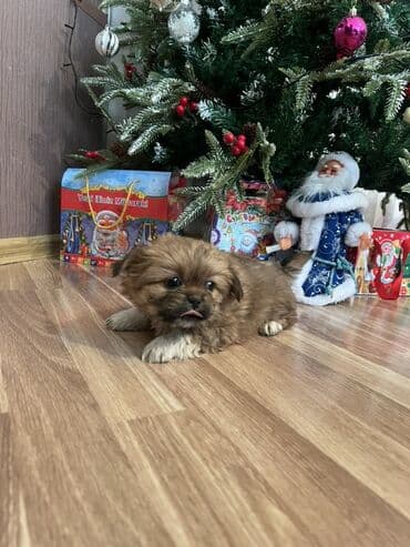 kangal balasi satilir: Piknes balası tam saglam 2 aylıg disidi — 2