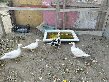 lavanda ördəyi: Lal ördəklər birisi erkek üç ədədi dişidi istəyən olsa əlaqə saxlaya — 10