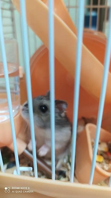 şirin it sekilleri: 2 ədəd xamiyak və qəfəsi erkəkdi ikisidə hamısı qəfəs qarışıq 40 — 1