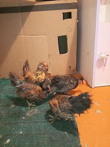 Toyuq cücələri, Damazlıq