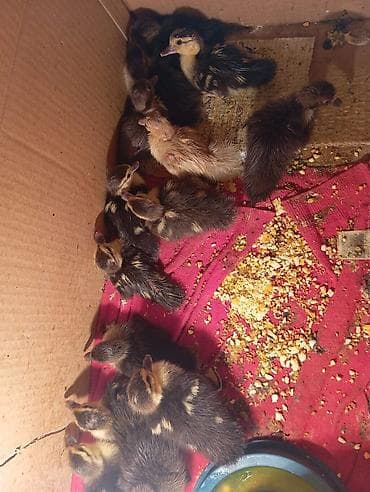 Məhsul: Ördək balaları (cücələr) Təsvir: - Şəkillərdə qara-qəhvəyi