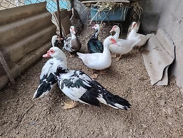 Животные: Musk ördəkləri və yumurtaları - Cins: musk (indo-ördek). Ağ, qara-ağ — 1