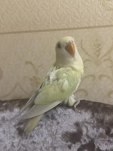 Gəmiricilər: Salam 40-45 günlük yeni yemə düşmüş balalardı. 3 ədəddir hamsı tam — 3