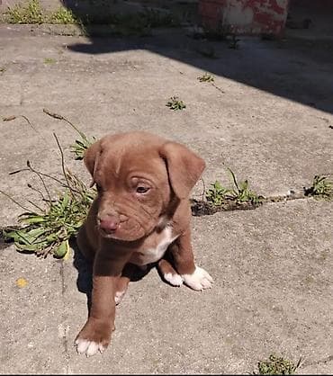pitbull bala: Pitbul, 2 ay, Dişi — 2