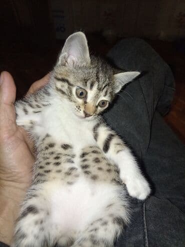 отдам котят в хорошие руки бесплатно: Табби — 3