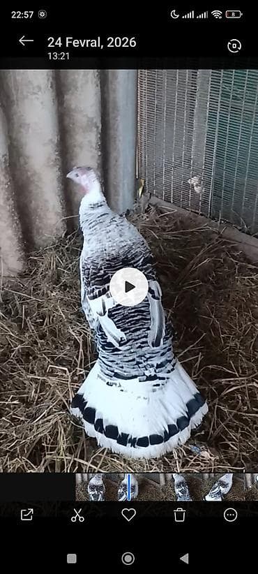 disi it adlari: Erkək, Amerika, Damazlıq — 5