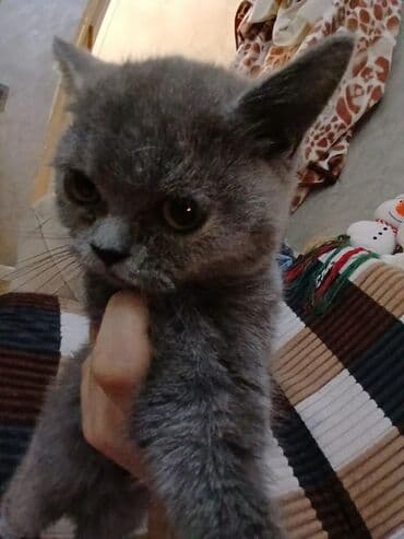 организация корпоративных мероприятий: Ziyafət süfrəsi bəzədilməsi və katerinq xidməti - Uzun banket masası — 2