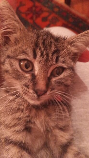 erkek pişik adları: Tabbi, Erkək, Yaxşı əllərə, Ünvandan götürmə — 6