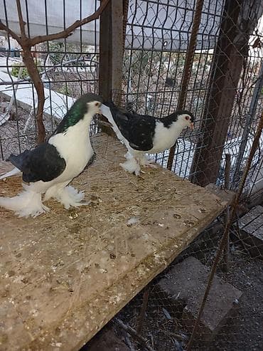 tük tökən spreylər: 1 cut delfin — 1