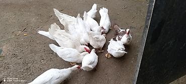 ördey: Musk ördəkləri (indo-ördək) – ağ rəngli sürü - Növ: Musk/indo-ördək - — 1