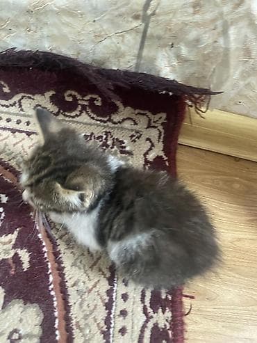 bala pişiylər: Yaxşı əllərə, Ünvandan götürmə — 5