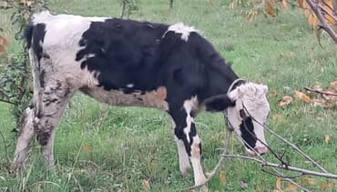 dana qiyməti xaçmaz: Dişi, Simental, il: 1, 160 kq, Damazlıq — 1