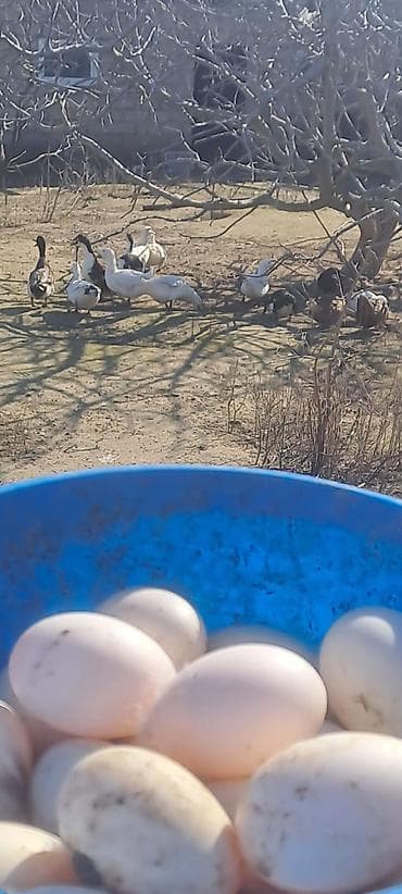 Ördək yumurtası biri 50 qepik teze mayalı yumurtalardı