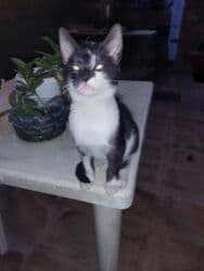 erkek pişik: Erkək, Dişi, Yaxşı əllərə, Ünvandan götürmə — 17