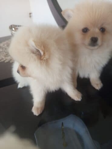 avcarka balası: Şpitz — 6