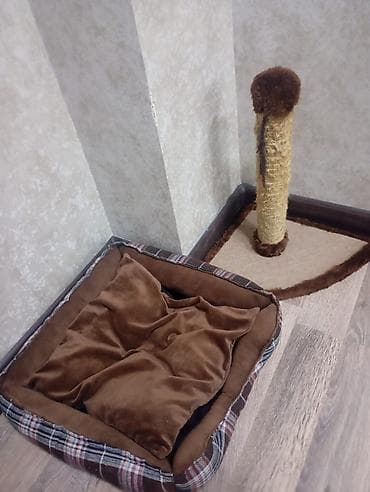 at yalinda satilan evler: Şotland uzun tüklü, Dişi, Yaxşı əllərə — 2