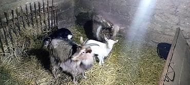 ucuz keçi: 2 ana və 2 bala analar birinci qarındı balaları bir aylıqdır qiymətdə — 2