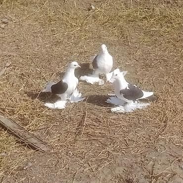 qizil qus: Kom 9 eded quşdu satişda 5 eded qoşa cep lelekli bir cüt yumrtaya — 2