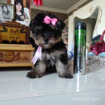 itler bala: Yorkşir teryer — 22