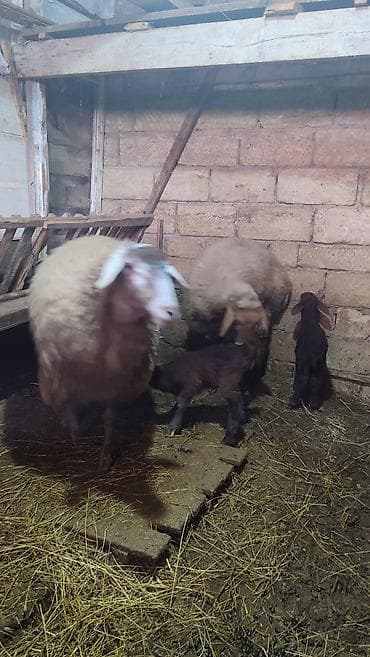 bala quzu: 6 ana qoyundu 5 ədədin yanında balası var. Biri birinci qarınadi — 8