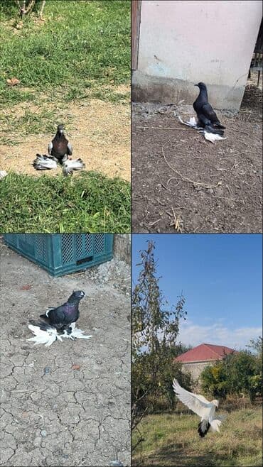 şahin quşu: Göyərçinlər — 1