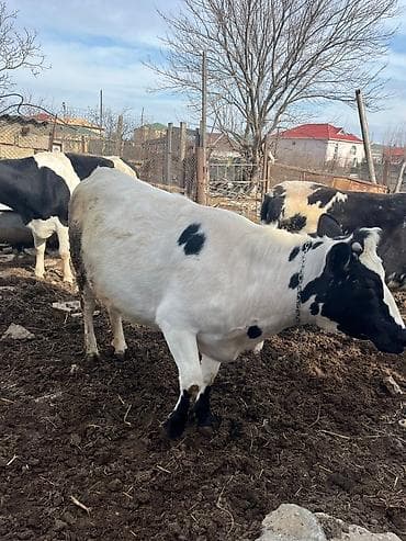 balaca ev itləri: Dişi, Holsteyn, il: 2, Südlük — 2