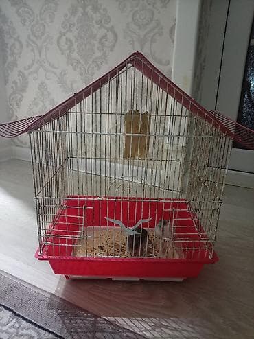 Salam. hamster dişi və erkəy qəfəs ilə birlikdə satılır sağlamdılar