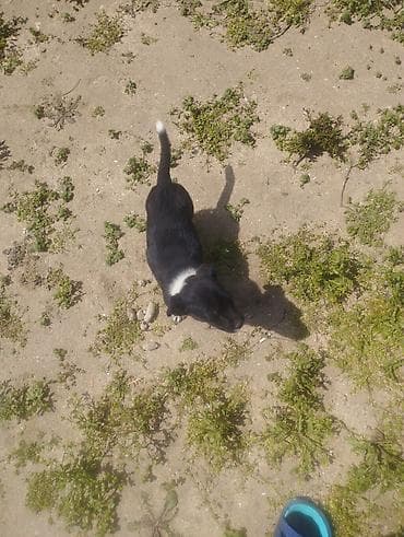 qanqal balası: Zvonok, 1 ay, Dişi, Peyvəndli, Ödənişli çatdırılma — 6