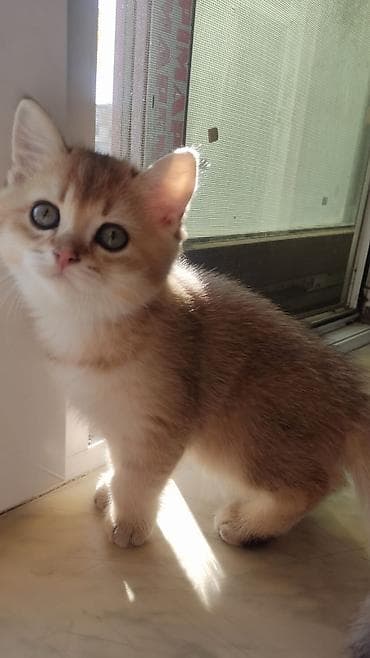 menks cinsi pişik: Britan — 3