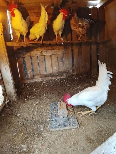 самюн ван в душанбе: Salam sağlam kənd xoruzları ünvan Kürdəxanı — 6