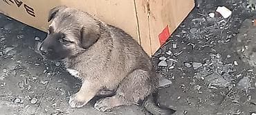 1 ay, Erkek, Peyvəndli, Ünvandan götürmə