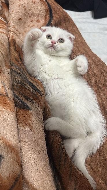 тап аз кошки: Шотладская вислоухая, Самка, В добрые руки, Самовывоз — 3