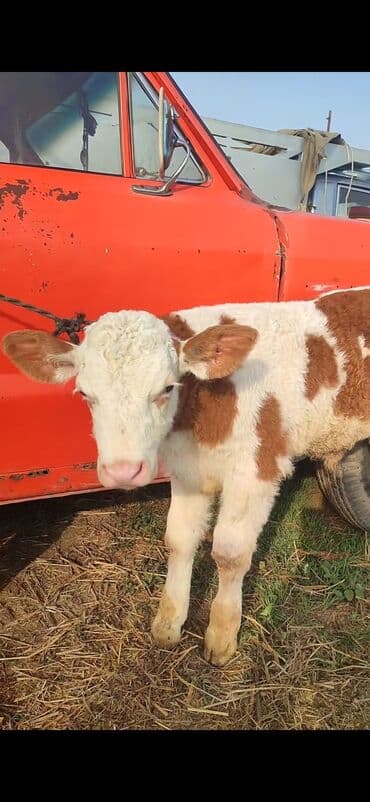 quzu şəkilləri: Satış: balaca buzov - Cins: ağ-qəhvəyi ləkəli, etlik-südlük tip. - — 5