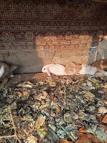 pekines satisi: Salam dovşanların hamsı satılır tam sağlam dılar heçbir xəsdəliyi — 9