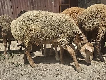balaca it ucuz: Dişi, il: 1, 35 kq, Damazlıq, Ünvandan götürmə — 6