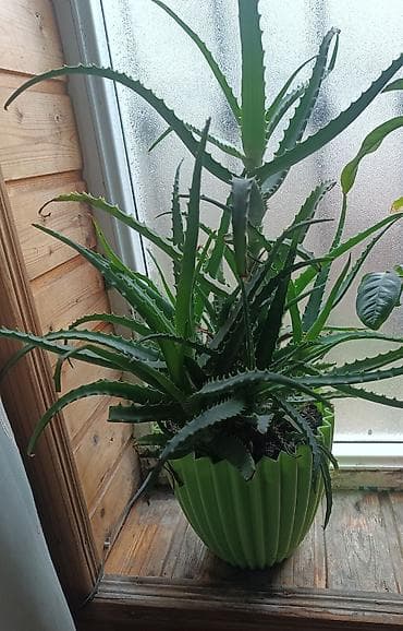 otaq bitkisi: Aloe (Aloe vera) otaq bitkisi - Növlər: şirəli, tikanlı kənarlı, uzun — 1