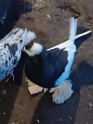 Göyərçinlər: Qardaşlar gördüyünüz quşalar satılır 1 dənə şişman erkek 1 dənə London — 6