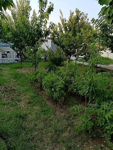 ağaç satışı: Avtozavod qəsəbəsi tərəfdə, Əfrasiyab Bədəlbəyli küçəsində 5 sot — 1