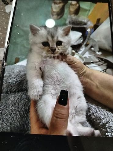 şotlan: Şotland — 5