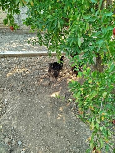 брама жужалари: Toyuq, Brama, Damazlıq, Pulsuz çatdırılma — 3