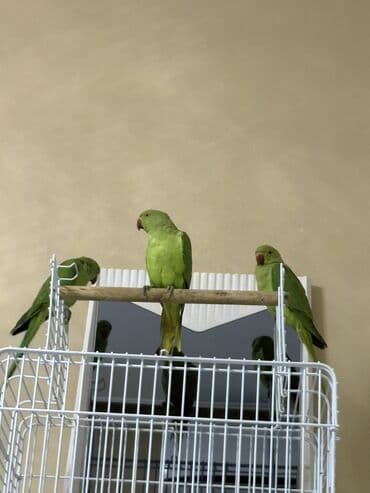попугай ара цена: Ajarella Pakistan Pəncabdan gəlib bir başa — 7
