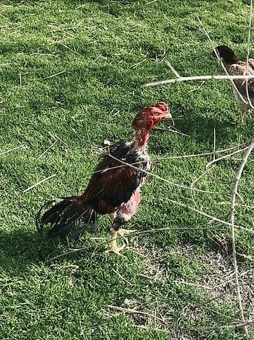 heyrati xoruz: Heyratı xoruz satılır 1 yaş 7 aylıqdı Cins: Malay tipli — 7