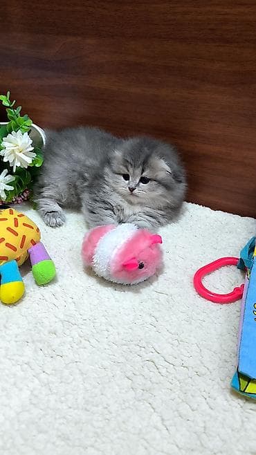 pişik cutleşdirmek: Şotland uzun tüklü — 3