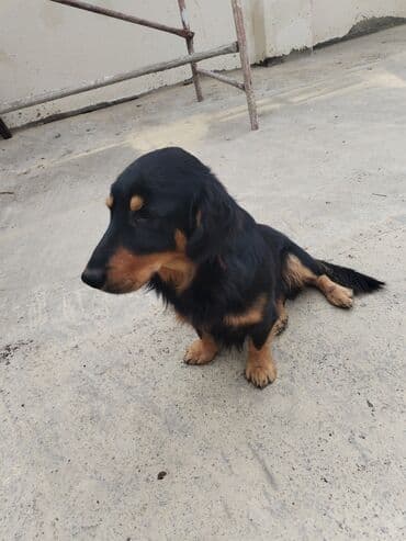 шпиц цена в баку: 1 год, Самец, С прививками, Платная доставка — 2