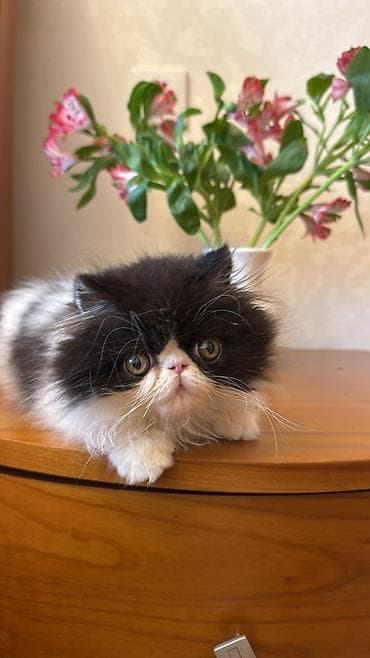 poni at satilir: Fars — 2