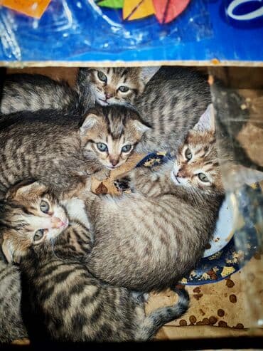 malta balonka: Yaxşı əllərə — 3