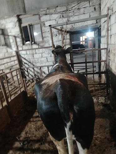 ucuz inek: Inəklər, öküzlər — 9